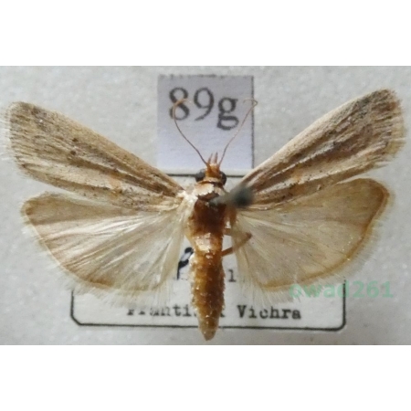 Gymnancyla hornigii (Lederer, 1852) Czech89g
